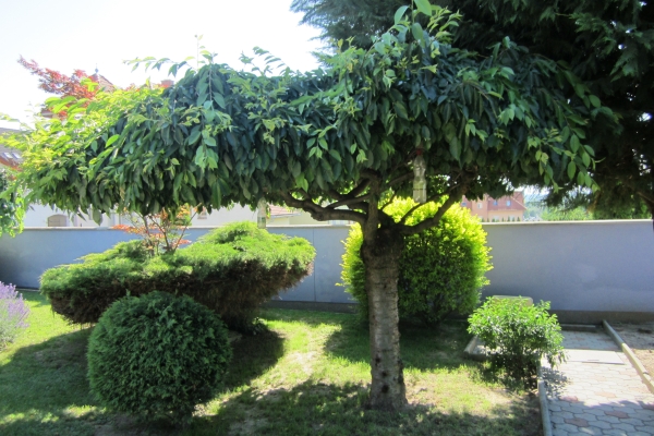 Hotel Seva Családi Panzió Seva Panzió (Kozármisleny)